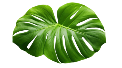 Monsteras leaves on the transparent background