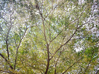 Low angle of Indian almond tree canopy background
