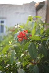 wild strawberry in garden