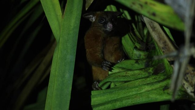 Possum at night in the australian rainforest, the jungle of cairns.