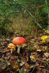 Autumn background. amanita muscaria mushrooms in autumn forest, abstract natural backdrop. Fly agaric, wild poisonous red mushrooms grow in fallen leaves. fall season. harvest fungi concept. 