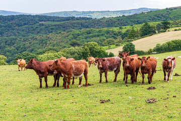Inquisitive beef cattle on Exmoor National Park near Cloutsham, Somerset, England UK