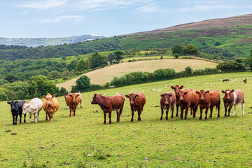 Fototapeta na wymiar Inquisitive beef cattle on Exmoor National Park near Cloutsham, Somerset, England UK