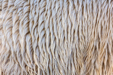 Natural background texture of polar bear fur close up