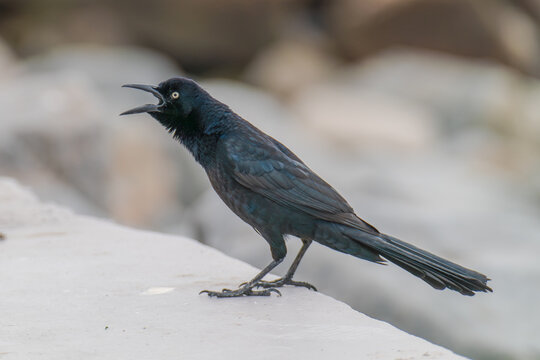 Male Boat-tailed grackle