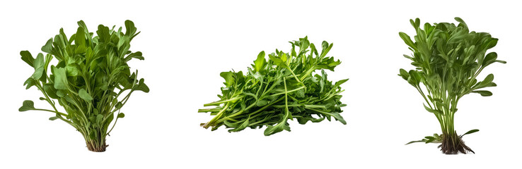 Set of arugula vegetable isolated on a transparent background. Concept of food.