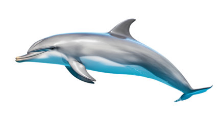 Dolphin. Isolated on Transparent background.