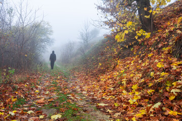 Autumn morning fog. A man walks along a path covered with fallen autumn leaves
