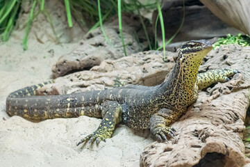 Monitor lizard in natural surroundings