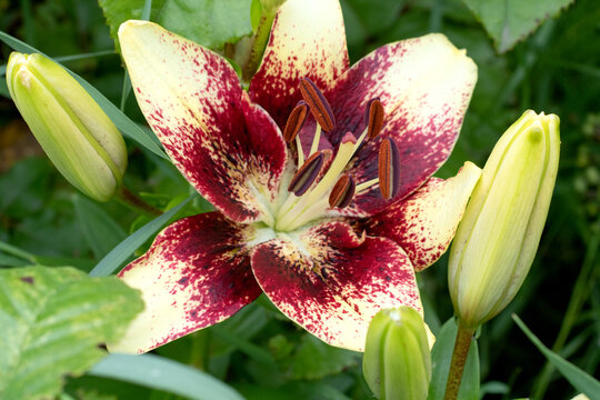 Ornamental Bulbous Plants" Images  Browse 1,372 Stock Photos, Vectors, and  Video | Adobe Stock
