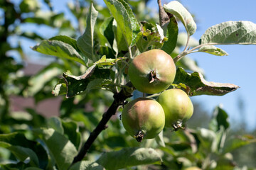 Close up shot of group unripe, green apples on branches of the apple tree in orchard