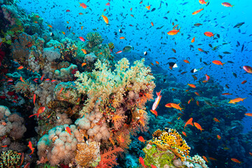 Naklejka na ściany i meble Underwater coral's gardens