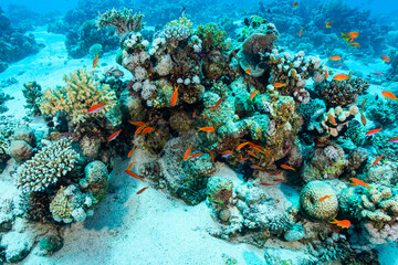 coral reef