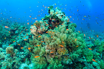 Underwater coral's gardens