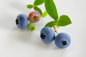 ブルーベリーの実（レッドパール）