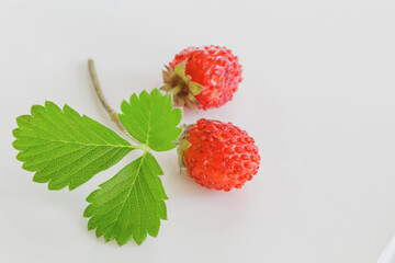 イチゴ（ワイルドストロベリー）