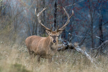 Wild Red deer stag approaching, walking in tall grass showing a perfectly symmetrical stage and austere expression against forest background - twilight, Italian Alps.
