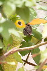 Papagaio verdadeiro. The true parrot is a psittaciform bird in the Psittacidae family.