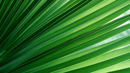 Obraz premium GREEN PALM LEAF, CLOSE-UP, MACRO, ABSTRACT BACKGROUND, HORIZONTAL IMAGE. image created by legal AI
