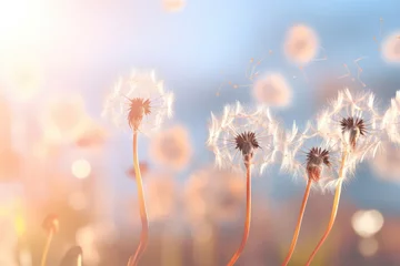 Foto op Plexiglas dandelion seeds floating against soft background for serene overlay - AI Generated © Arthur