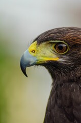 Close-up portrait of a harris eagle with background defocused. Parabuteo unicinctus.