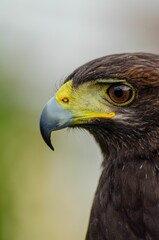 Fototapeta premium Close-up portrait of a harris eagle with background defocused. Parabuteo unicinctus.