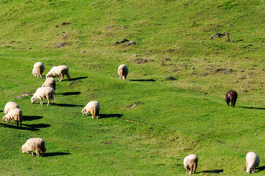 flock of sheep grazing on the steep grassy hill. beautiful nature scenery on a sunny day in autumn. bihor county, romania