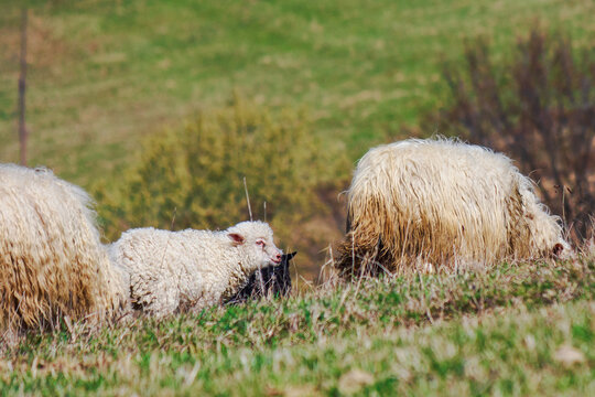 flock of sheep on the hill in early spring. rural area of ukrainian highlands. lamb among the herd