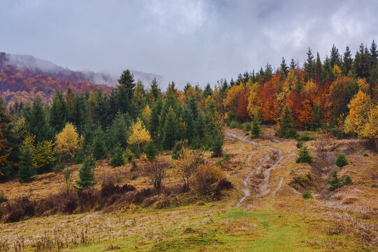 carpathian woodland in autumn. trees in the hills in fall colors. slippery path uphill. misty weather with overcast sky
