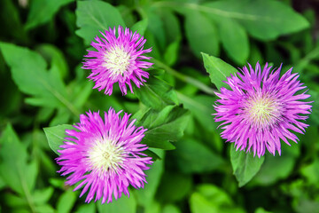 flowers royal cornflower in the garden in nature