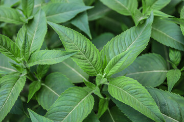 Young green leaves of bergamot in the garden in nature as a background