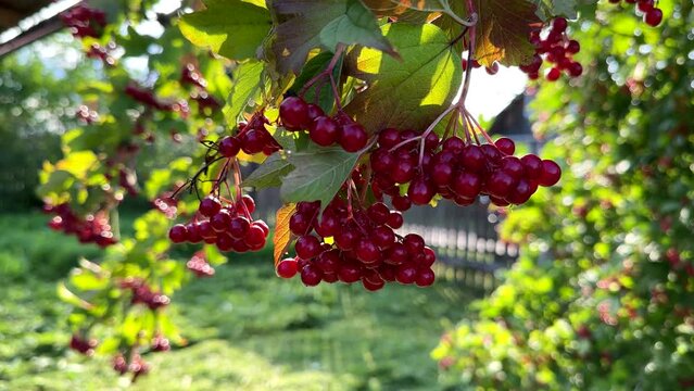 Viburnum tree (Adoxaceae). Bright red viburnum berry on a tree with green leaves. Viburnum opulus tree.