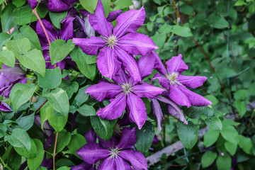The name of these flowers is Clematis. Scientific name is Clematis.