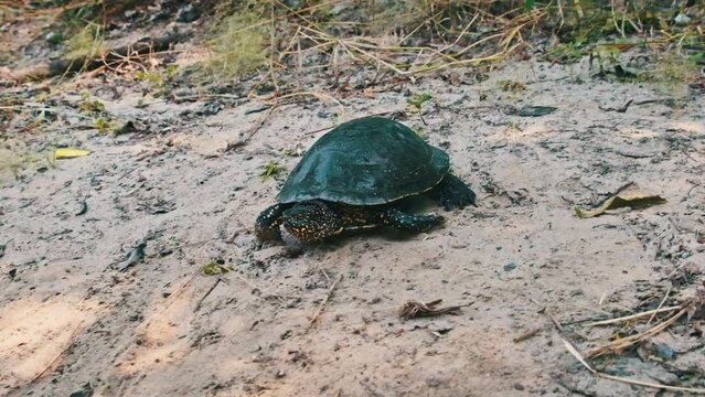 European pond turtle crawls along the sand toward the river close-up, slow motion. Low view of the swamp tortoise Emys Orbicularis with powerful paws, claws, spotted head in summer. Wild nature.
