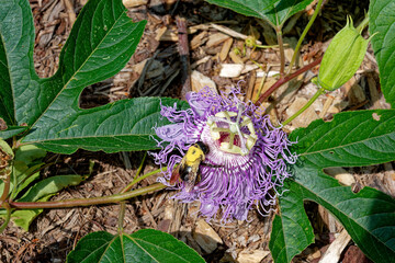 Bee on a purple passion flower