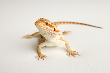 Bearded dragon, pogona vitticeps, isolated on white background, Tiger Pattern Morphs. Professional studio macro photography on isolated white background