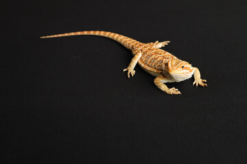 Bearded dragon, pogona vitticeps, isolated on black background, Tiger Pattern Morphs. Professional studio macro photography on isolated black background