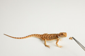 Naklejka premium Bearded dragon, pogona vitticeps, isolated on white background, Tiger Pattern Morphs. Professional studio macro photography Feeding a lizard grasshoppers and crickets using metal tweezers.