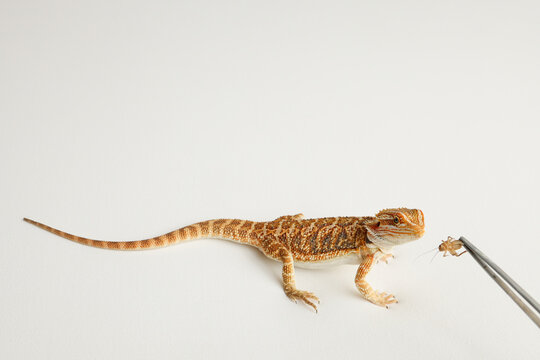Bearded dragon, pogona vitticeps, isolated on white background, Tiger Pattern Morphs. Professional studio macro photography Feeding a lizard grasshoppers and crickets using metal tweezers.