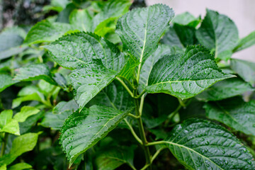 Vivid green leaves of hydrangea macrophylla or hortensia shrub in a flower pot in a garden in a sunny summer day, beautiful outdoor floral background.