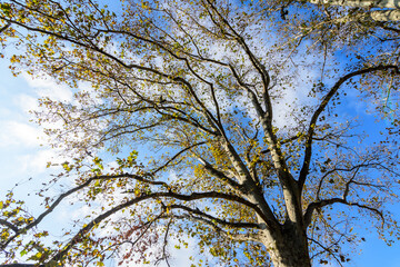 Large branches with vivid orange, yellow, green and brown leaves of platanus tree towards clear blue sky in a garden during a sunny autumn day, beautiful outdoor background.