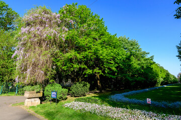 Landscape with green trees, leaves, vintage clock and many small flowers in a sunny sprning day at the entry to Cismigiu Garden (Gradina Cismigiu) in Bucharest, Romania .