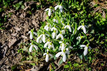 Many small and delicate white snowdrop spring flowers in full bloom in forest in a sunny spring da