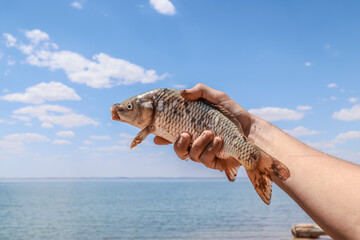 Common carp or European carp (Cyprinus carpio) is the most famous freshwater fish in the world.