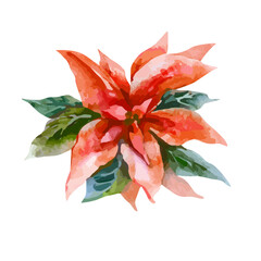 Vector Illustration of Red Poinsettia (Bethlehem Star)