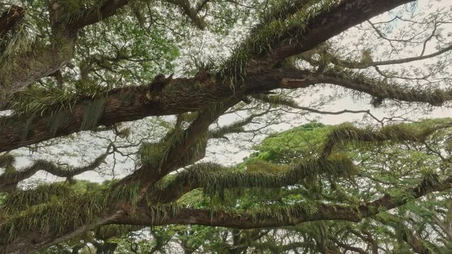 Aerial Drone view of ancient tropical tree, De Djawatan forest, Java, Indonesia