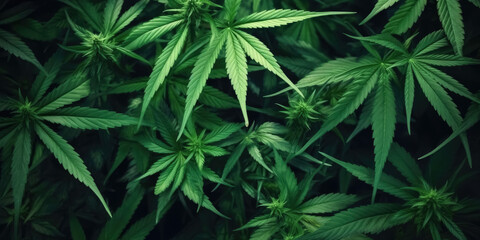 Drug Legalization Background