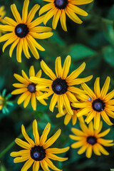 Blooming yellow rudbeckia fulgida in the garden.Wildflowers