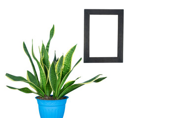 Plant in blue pot and white picture hanging on the wall. Png file.
