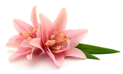 Obraz na płótnie Canvas Two pink lilies.